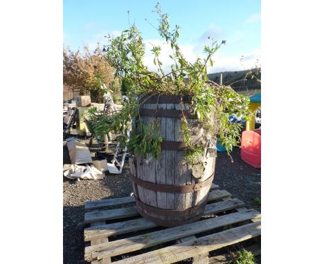 Old whisky barrel planter and contents