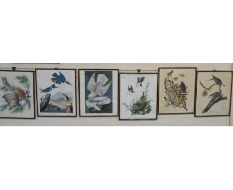 A Collection of Six Framed Bird Plates to include Kingfisher, Owl, Chat, Hawk, Pigeon