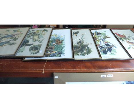 A Collection of Six Framed Bird Plates to Include Woodpecker, Pigeon, Chat