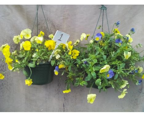 Two Viola baskets (1)