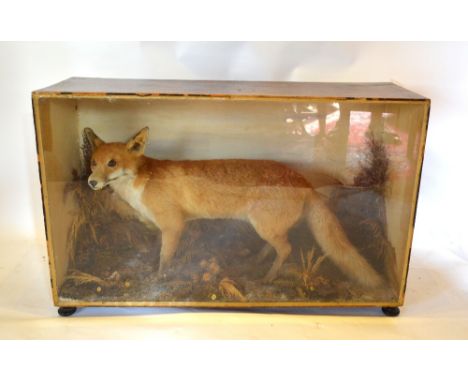 A Large Taxidermy Model of a Fox within a naturalistic setting and within glazed cabinet, 96 cms wide x 62 cms high