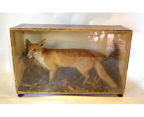 A Large Taxidermy Model of a Fox within a naturalistic setting and within glazed cabinet, 96 cms wide x 62 cms high