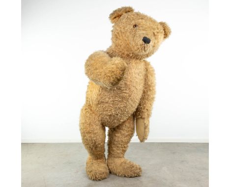 An exceptionally large teddy bear, probably made by Steiff. First half of the 20th century. (170cm)