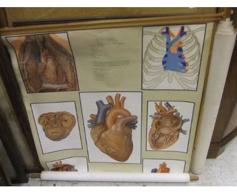 "The Heart" and "The Lymphatic System", two medical posters by Adam, Illoy & Co. Limited, a Southern Comfort advertising mirr
