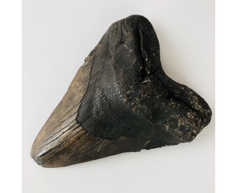 A fossil Carcharodon Megalodon tooth, 15 cm 