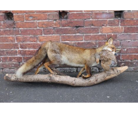 A TAXIDERMY FOX MOUNTED ON A TREE BRANCH, holding a game bird in its mouth, L 101 cm (of fox)