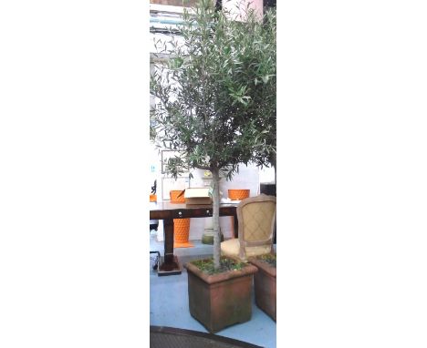 OLIVE TREE, in planter, approx 255cm H.