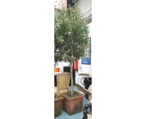 OLIVE TREE, in planter, approx 255cm H.