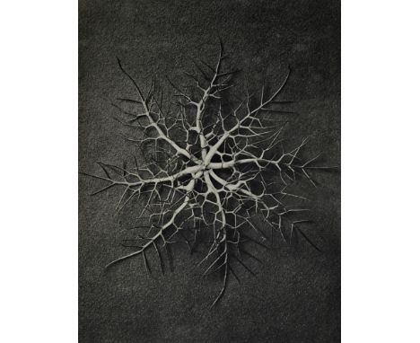 Blossfeldt, Karl. Wunder in der Natur. Bild-Dokumente schöner Pflanzenformen. Mit einer Einführung von Otto Dannenberg. 5 Bl.