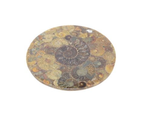 Polished ammonite plate, formed of individual ammonites age; Jurassic period, D20cm