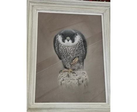 Gary Stinton - pastel study of a falcon, signed lower right, 38cm x 28cm Location: LWM 