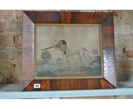 A coloured print of Sancho a pointer in a rosewood frame