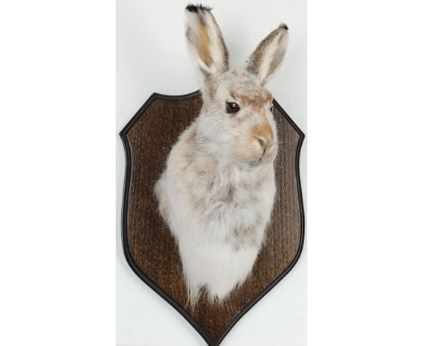A Scottish mountain hare mask on an oak plaque:, 37cm high.