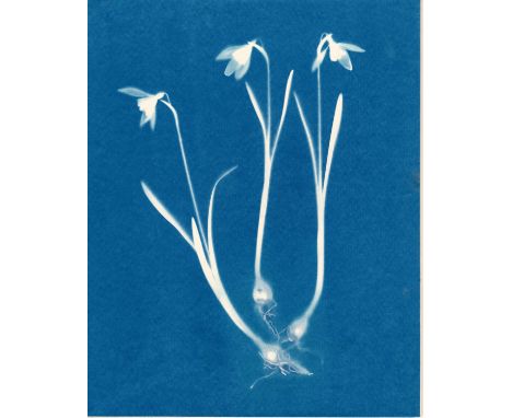 Carrie Lees (b.1966) Snowdrop Signed verso Limited edition giclée print 56 x 40.5cm (63.5 x 48cm including frame)  Horatio's 