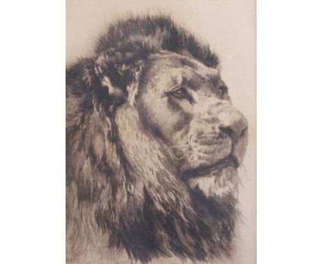 After Herbert Dicksee (1862-1942)Head study of a lionEtching, 29cm by 20.5cm