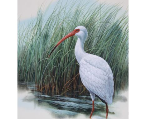 Don Balke (B. 1933) "Mississippi / White Ibis" Signed lower right. Original Watercolor on Illustration Board painting. Proven