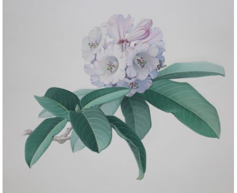 Zeng Xiaolian (B. 1939) "Rhododendron Fortunei" Original Watercolor. Provenance: Collection of James A. Helzer (1946-2008), F