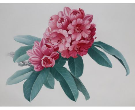 Zeng Xiaolian (B. 1939) "Rhododendron Agglutinatum" Original Watercolor. Provenance: Collection of James A. Helzer (1946-2008