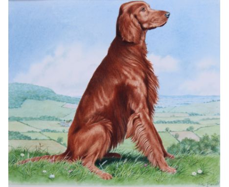 Peter Barrett (B. 1935) "Irish Setter" Signed lower right. Watercolor on Illustration Board painting. Provenance: Collection 