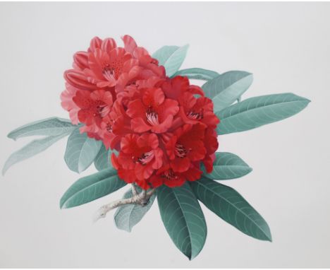 Zeng Xiaolian (B. 1939) "Rhododendron Delavayi" Original Watercolor painting. Provenance: Collection of James A. Helzer (1946