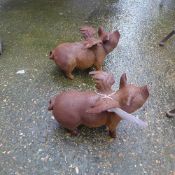 A pair of cast iron garden flying pigs