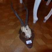 A pair of oak mounted antlers