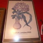 A large print Wallich London 1830 from the New York botanical garden print series