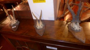 A set of three pairs of oak mounted antlers