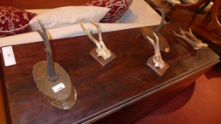 A collection of four oak mounted antlers and an unmounted pair (5)