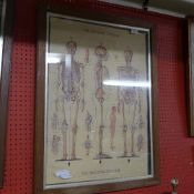 A colour print ''Skeletal system'' framed and glazed