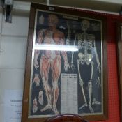 An anatomical colour print farmed and glazed