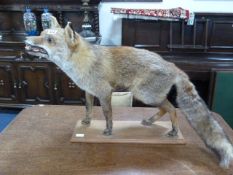Stuffed Fox on Plinth