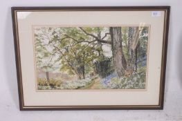 A framed and glazed watercolour by Sally J Maynard from Dulverton, Somerset ' Bluebell Wood, Nr