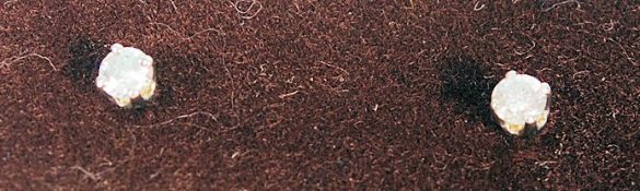 A pair of white gold diamond studs