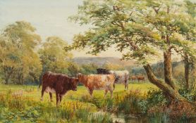 Squire Howard [19/20th century]-  Cattle