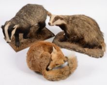 Two preserved full mount badgers and a f
