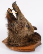 Wild Boar (Sus scrofa) fullhead mount on