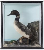 Great Northern Diver (Gavia immer):, ful