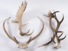 A pair of Royal Deer antlers, a pair of