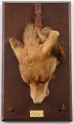 A mounted fox mask with plaque 'OS & BH