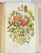PRATT, Anne - The Flowering Plants, Gras