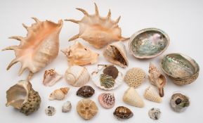 A collection of various shells:, including conch.
