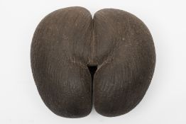 A Coco de Mer (Lodoicea Maldivica):, unpolished, kernels removed, 39 x 32cm.