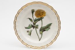A Derby botanical plate: finely painted with 'Scorzonera Tingitana',