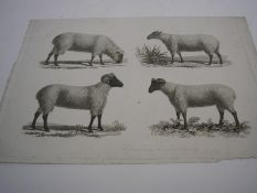 PRINTS : a collection of mainly engravings of animals, with two botanical watercolours.