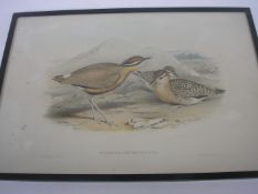 ORNITHOLOGY : 'Cursorius Coromandelicus' - hand coloured lithograph by John Gould, f &g.