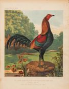 WRIGHT, Lewis - The Illustrated Book of Poultry : 50 chromo-lithograph plates,