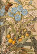 MEREDITH, Louisa Anne - Bush Friends in Tasmania : 15 chromolithograph plates, org.