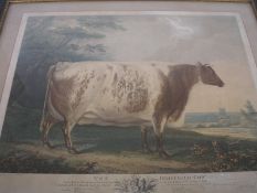John Whessell after Benjamin Gale of Hull [18/19th Century]-
The Driffield Cow:-
coloured