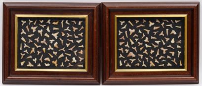 Two cases of fossilized sharks teeth:, approximately 70/75 teeth per case, both framed and glazed,